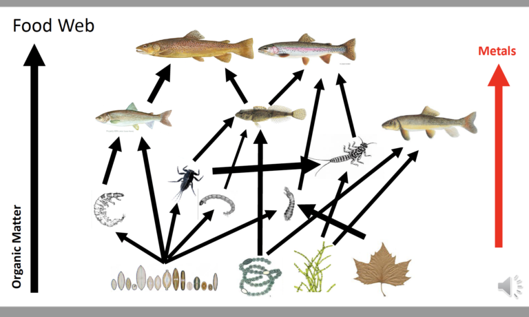 Postdoctoral researcher Rafael Feijo de Lima presents at Montana Chapter of the American Fisheries Society annual meeting